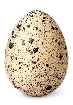 Single quail egg vertical Stock Photos