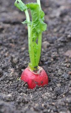 Single radish Stock Photos