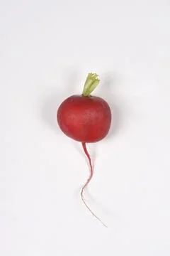 Single radish on white background Stock Photos