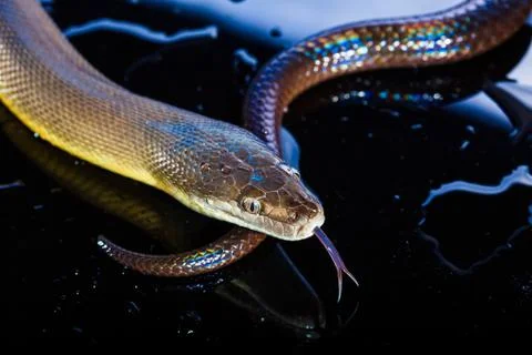 Single Rainbow Serpent Water Python - Liasis fuscus - isolated on black mirro 写真素材