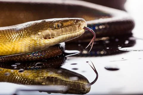 Single Rainbow Serpent Water Python - Liasis fuscus - isolated on black mirro Stockfoto's