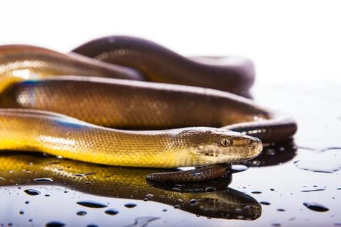 Single Rainbow Serpent Water Python - Liasis fuscus - isolated on black mirro Foto stock
