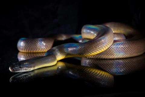 Single Rainbow Serpent Water Python - Liasis fuscus - isolated on black mirro Foto stock