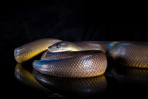 Single Rainbow Serpent Water Python - Liasis fuscus - isolated on black mirro 写真素材