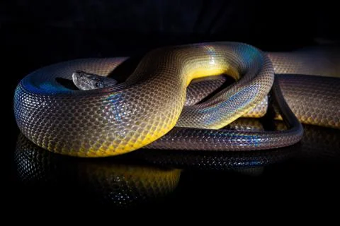 Single Rainbow Serpent Water Python - Liasis fuscus - isolated on black mirro Photos
