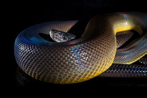 Single Rainbow Serpent Water Python - Liasis fuscus - isolated on black mirro Photos