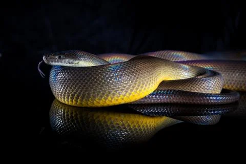 Single Rainbow Serpent Water Python - Liasis fuscus - isolated on black mirro 스톡 사진
