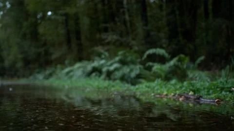 A single raindrop falls in forest puddle causing ripples. 4K. Slow Motion. Stock Footage 144236867