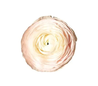 Single ranunculus flower head isolated on plain background. Soft layered peta Foto stock