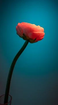 Single ranunculus stem with a delicate, blooming flower displayed in a glass  Stock Photos
