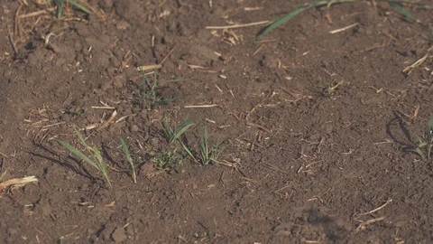 Single rape bloom in in the dry land Vídeo Stock 91583973