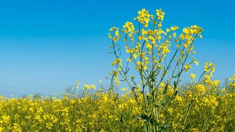 Single rape flowers in front of a rape field blue sky Stock Photos