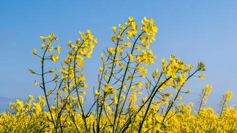 Single rape flowers in front of a rape field Stock Photos