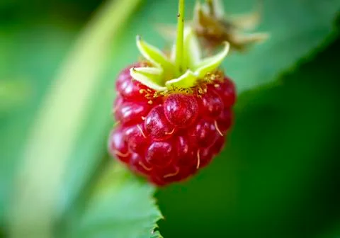 Single raspberry berry Stock Photos