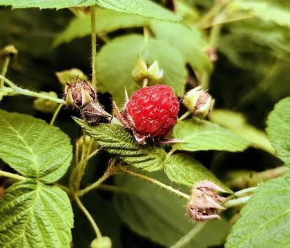 Single raspberry on a leafy branch Stock Photos