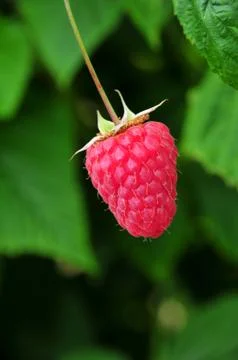 Single Raspberry Stock Photos
