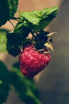 Single Raspberry in sunlight Stock Photos