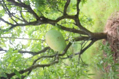 Single raw mango Stock Photos