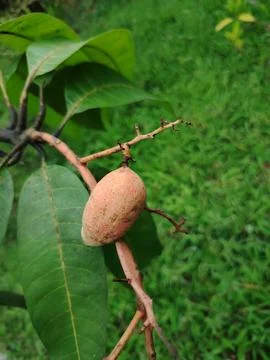 A single raw unripe mango fruit hanging from its branch surrounded by lush .. 写真素材