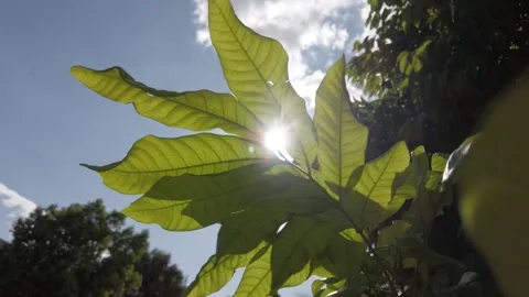 A Single Ray of Sunlight Illuminating Lush Green Plants in Natural Setting Stock Footage 341866783