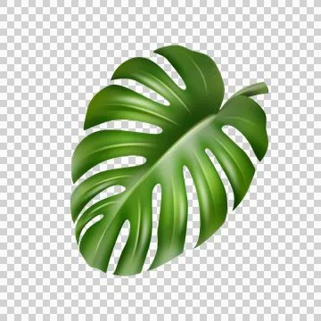 Single realistic green monstera leaf isolated on a white background transpa.. イラスト素材