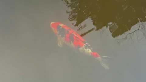 Single Red and Black Koi Gliding Through Reflective Pond Water Stock Footage 339749965