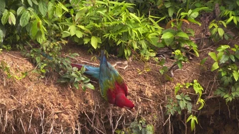Single Red and Green Macaw Sits on Top of the chuncho clay lick devouring the Stock Footage 298210696