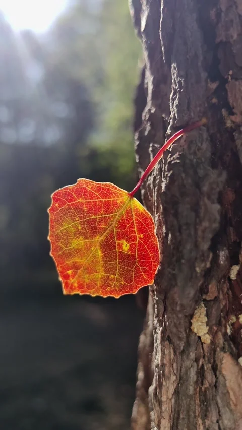 Single red and yellow aspen leaf hanging on tree bark. 스톡 동영상 331993367