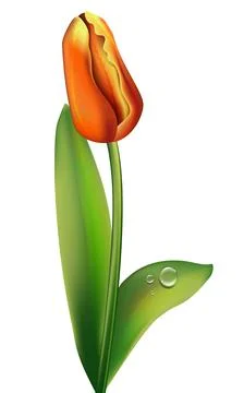 Single red and yellow tulip Stock Illustration