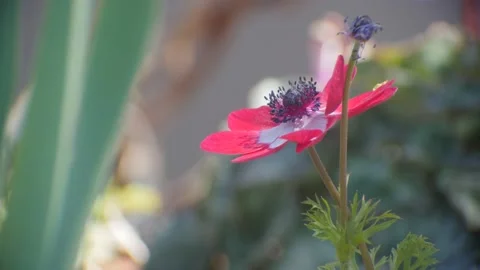 Single red anemone flower Stock Footage 96723047