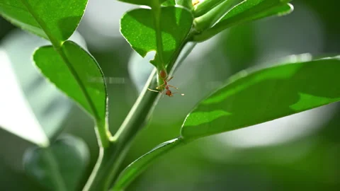 Single Red Ant Crawling on Pomelo Leaf Close-up 4K ProRes Stock Footage 346706137