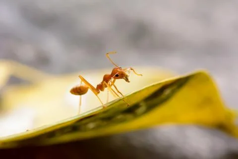 Single red ant Stock Photos