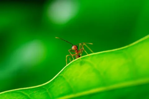 Single red ant Foto stock