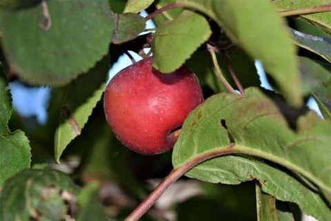 A single red apple in an appletree as a close up Foto stock