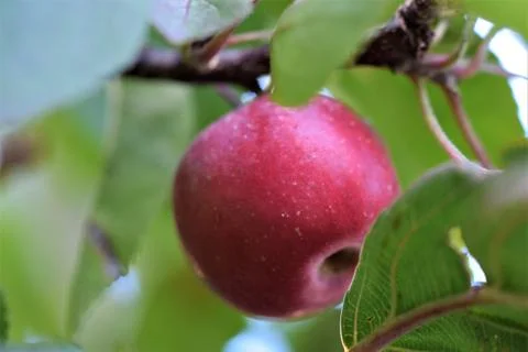 A single red apple in an appletree as a close up Stock Photos