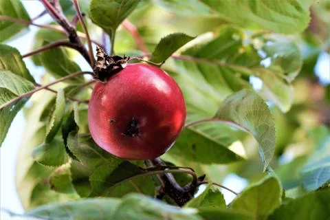 A single red apple in an appletree as a close up from below Stock Photos