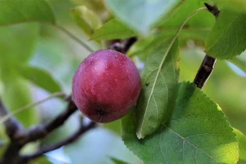 A single red apple in an appletree as a close up Stock Photos
