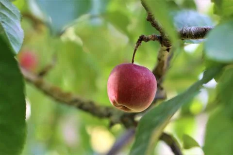 A single red apple in an appletree Stock Photos