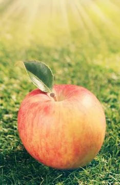 Single red apple on green grass Stock Photos