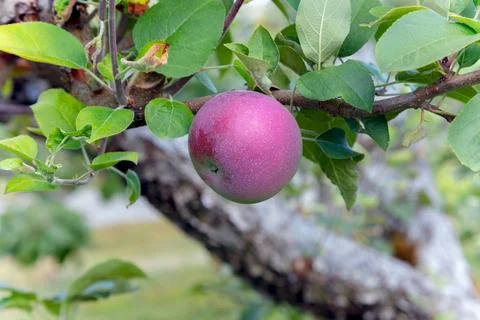 Single red apple hanging on tree branch with green leaves Stock Photos