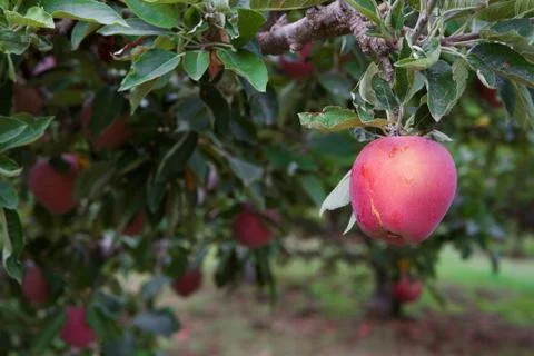 Single red apple Stock Photos