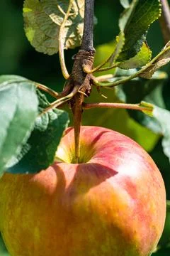 Single red apple on a tree branch hanging Stock Photos
