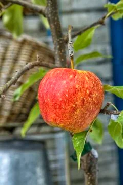 Single red apple on tree Stock Photos