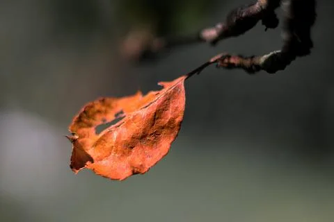 Single red autumn leaf on apple tree branch, dark blurred background Stock Photos