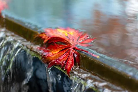 Single red autumn leaf caught at the edge of flowing water 스톡 사진