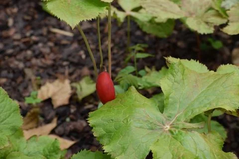 A single red berry hangs from a thin stem surrounded by lush green leaves Stock Photos