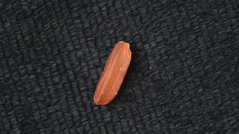 Single Red Brown Rice Grain On Black Background Macro Close Up Stock Footage 325013559