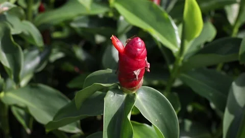 Single-Red-button-ginger-flower Stock Footage 138451746