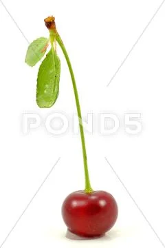 Single red cherry Stock Photos