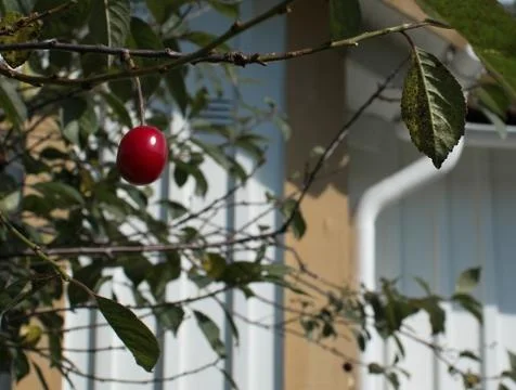 Single red cherry Foto stock